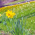 Fleur